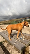 CATUXA Image 2
